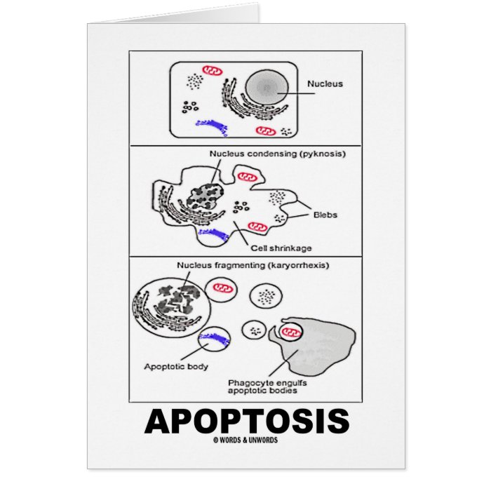 Apoptosis (Biology Cell Death) Cards