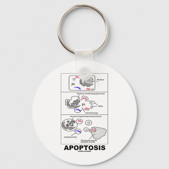 Apoptosis (Biology Cell Death) Keychain (Front)