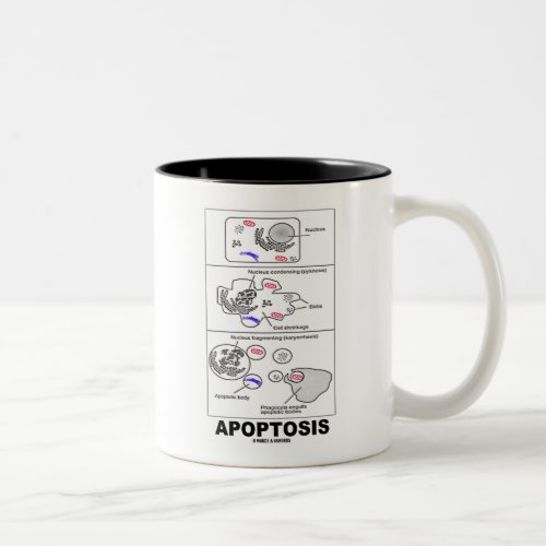 Apoptosis Biology Cell Death Two_Tone Coffee Mug