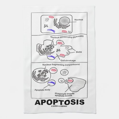 Apoptosis Biology Programmed Cell Death Towel