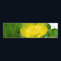 Appalachian Buttercup Bumper Sticker