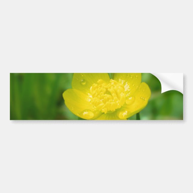 Appalachian Buttercup Bumper Sticker (Front)