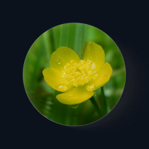 Appalachian Buttercup Button