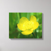 Appalachian Buttercup Canvas Print