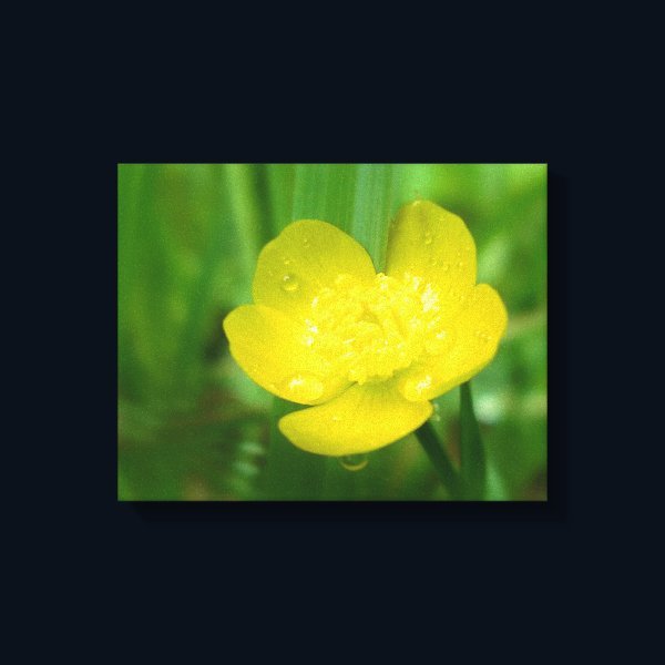 Appalachian Buttercup Canvas Print Appalachian Buttercup Canvas Print