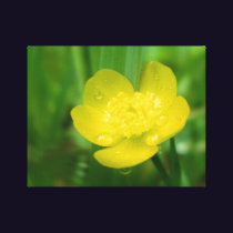 Appalachian Buttercup Canvas Print