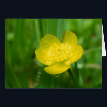 Appalachian Buttercup Card