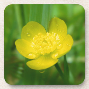Appalachian Buttercup Cork Coaster