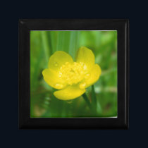 Appalachian Buttercup Gift Box