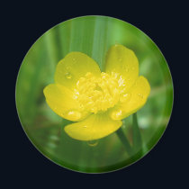 Appalachian Buttercup Magnet