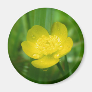 Appalachian Buttercup Magnet