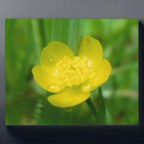 Appalachian Buttercup Photo Plaque