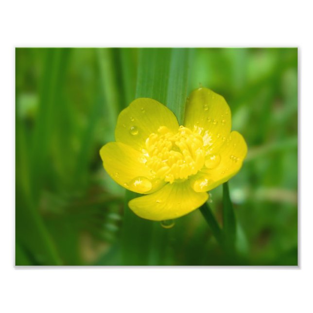 Appalachian Buttercup Photo Print (Front)