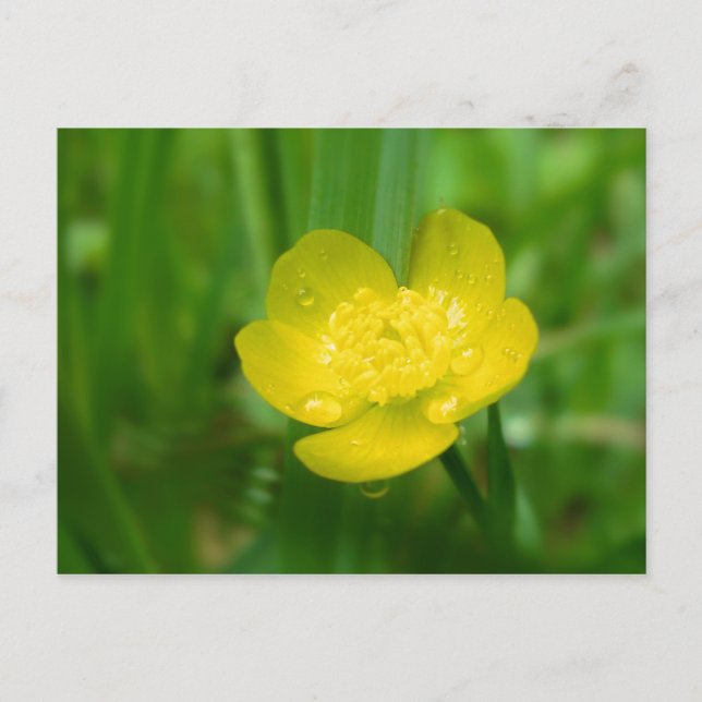 Appalachian Buttercup Postcard (Front)