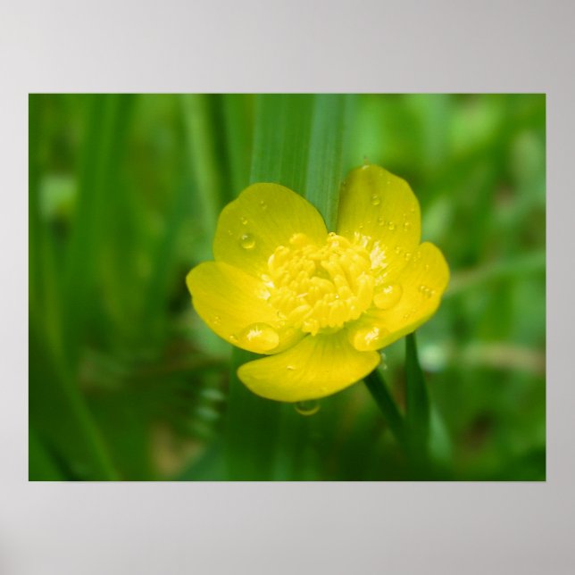 Appalachian Buttercup Print (Front)