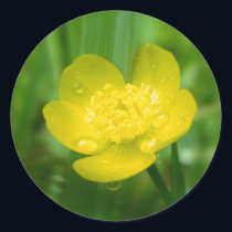 Appalachian Buttercup Stickers