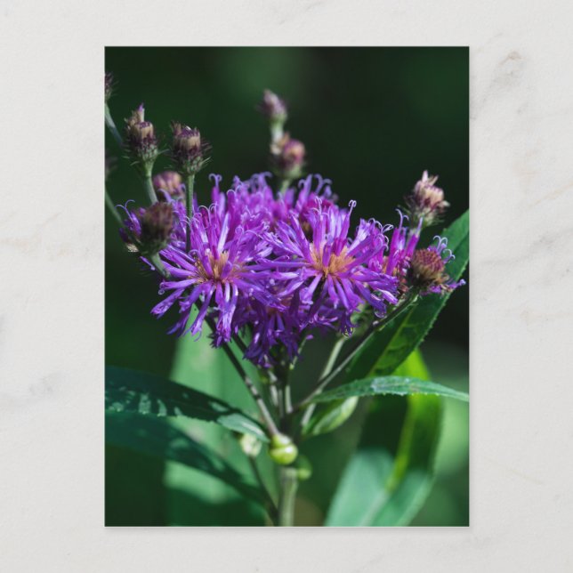 Appalachian Ironweed Purple Wildflower Postcard (Front)