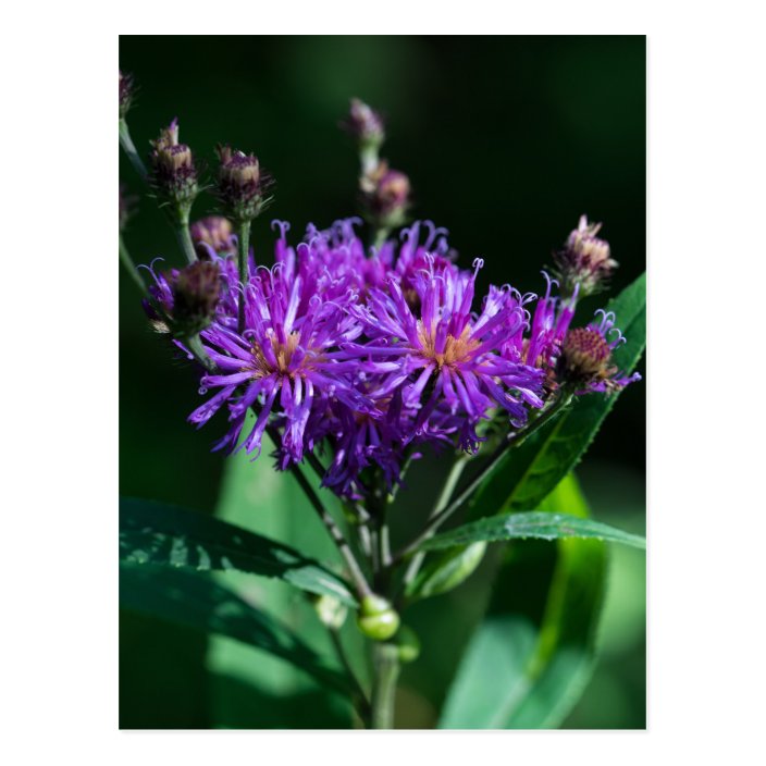 Ironweed summary image