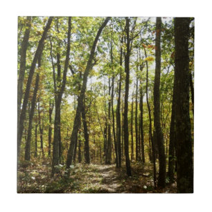 Appalachian Trail in October at Shenandoah Ceramic Tile