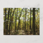 Appalachian Trail in October at Shenandoah Postcard