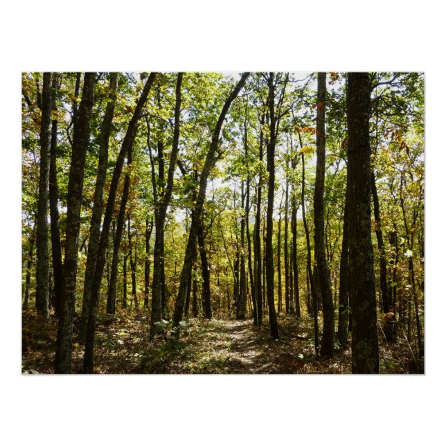 Appalachian Trail in October at Shenandoah Poster (Front)