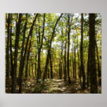Appalachian Trail in October at Shenandoah Poster