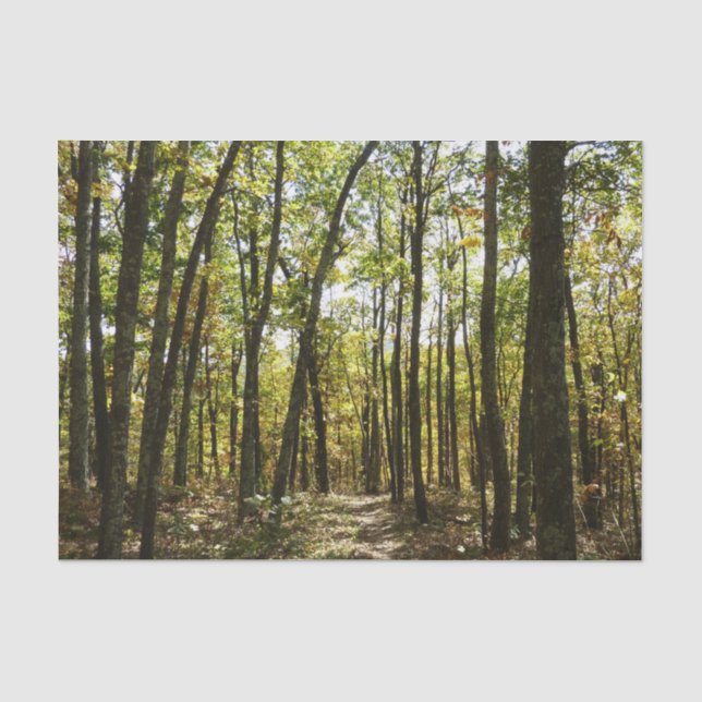 Appalachian Trail in October at Shenandoah Tissue Paper (Front)