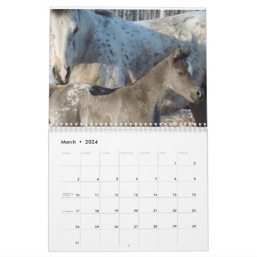 Appaloosa Calendar Zazzle