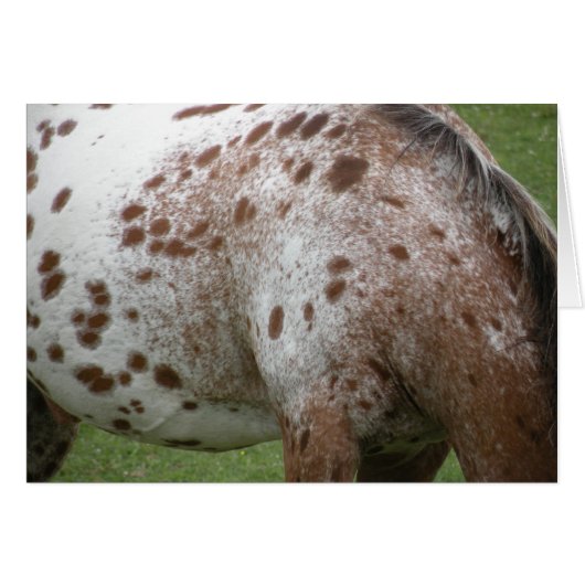 Appaloosa Card (Front Horizontal)