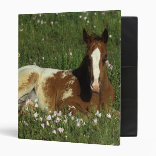 Appaloosa Foal Laying Down in Flowers Binder