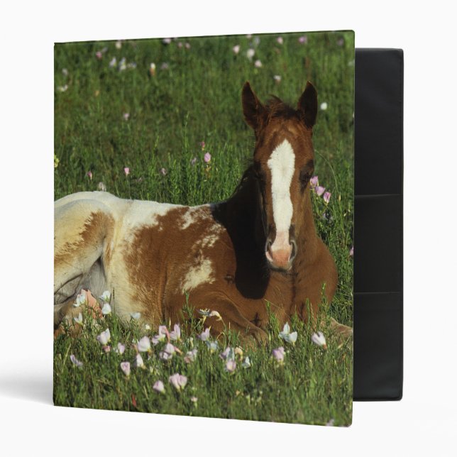 Appaloosa Foal Laying Down in Flowers Binder (Front/Inside)
