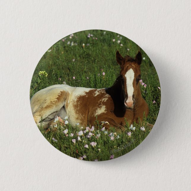 Appaloosa Foal Laying Down in Flowers Button (Front)