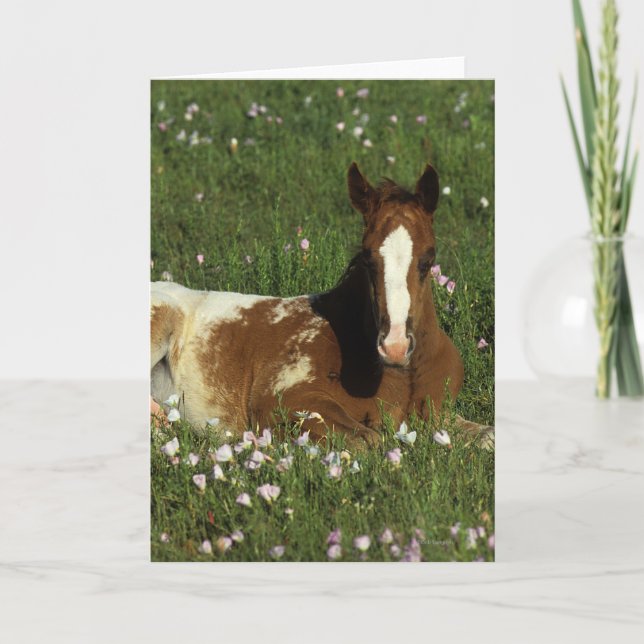 Appaloosa Foal Laying Down in Flowers Card (Front)