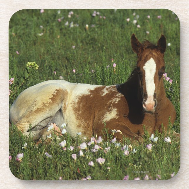 Appaloosa Foal Laying Down in Flowers Coaster (Front)