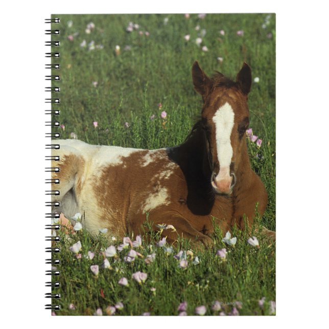Appaloosa Foal Laying Down in Flowers Notebook (Front)