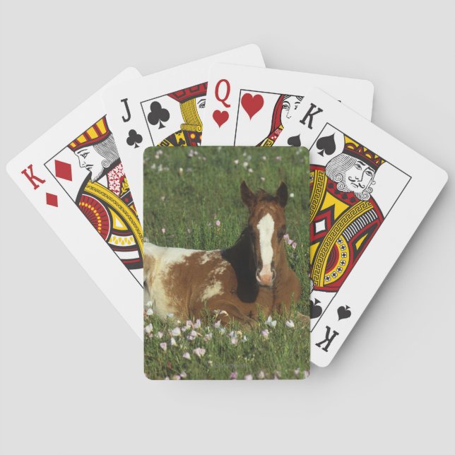 Appaloosa Foal Laying Down in Flowers Poker Cards (Back)