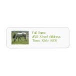 Appaloosa Grazing Label