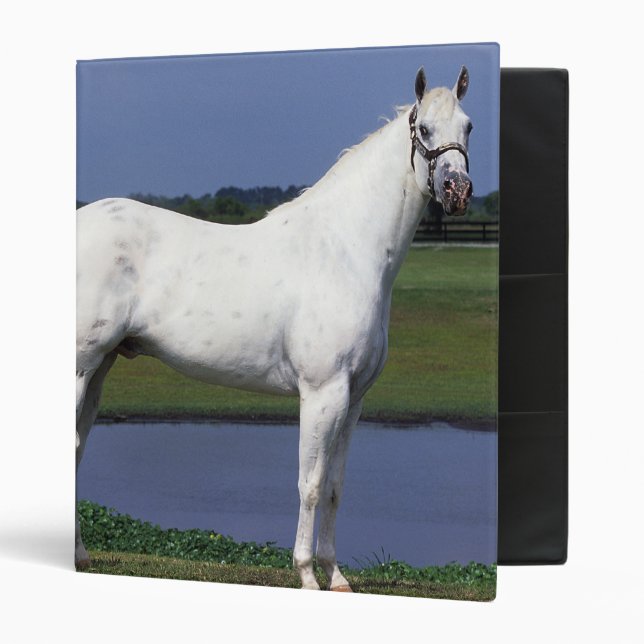 Appaloosa Horse Binder (Front/Inside)