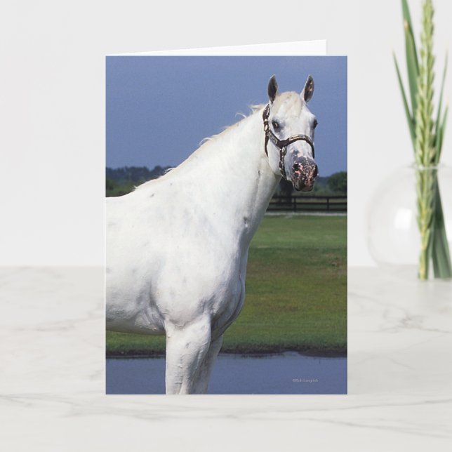 Appaloosa Horse Card (Front)