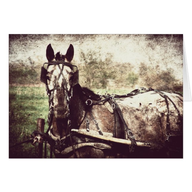 Appaloosa Horse Cards (Front Horizontal)