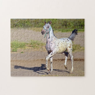 Appaloosa Horse Foal Running Jigsaw Puzzle