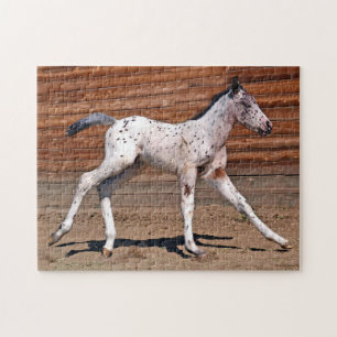 Appaloosa Horse Foal Running Jigsaw Puzzle