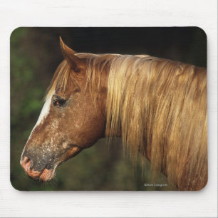 Appaloosa Horse Headshot 1 Mouse Pad