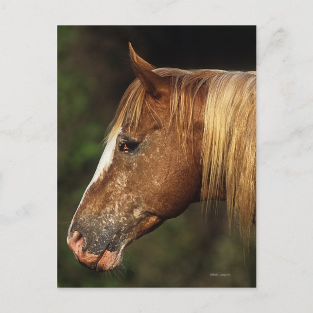 Appaloosa Horse Headshot 1 Postcard (Front)