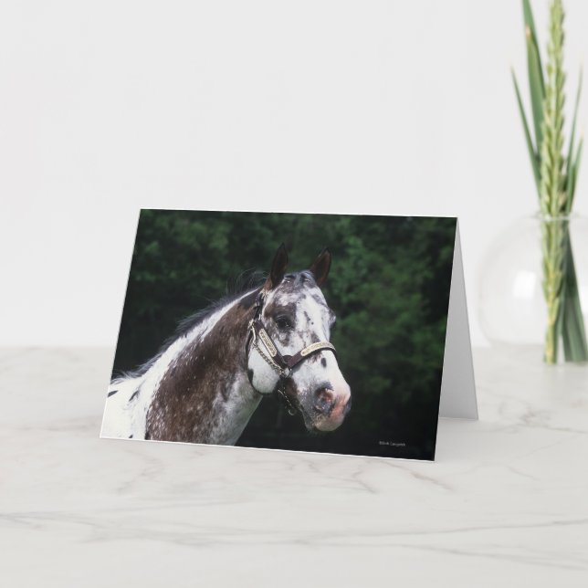 Appaloosa Horse Headshot 2 Card (Front)