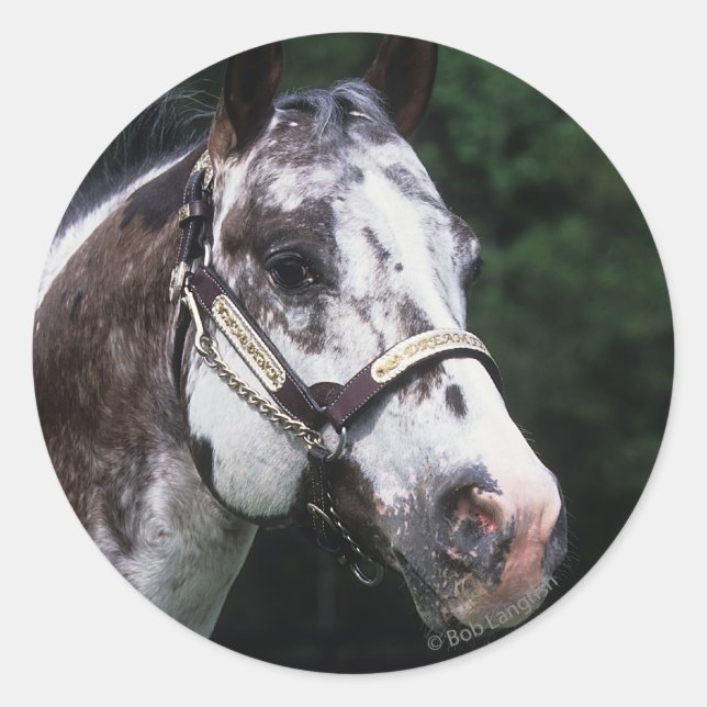 Appaloosa Horse Headshot 2 Classic Round Sticker (Front)