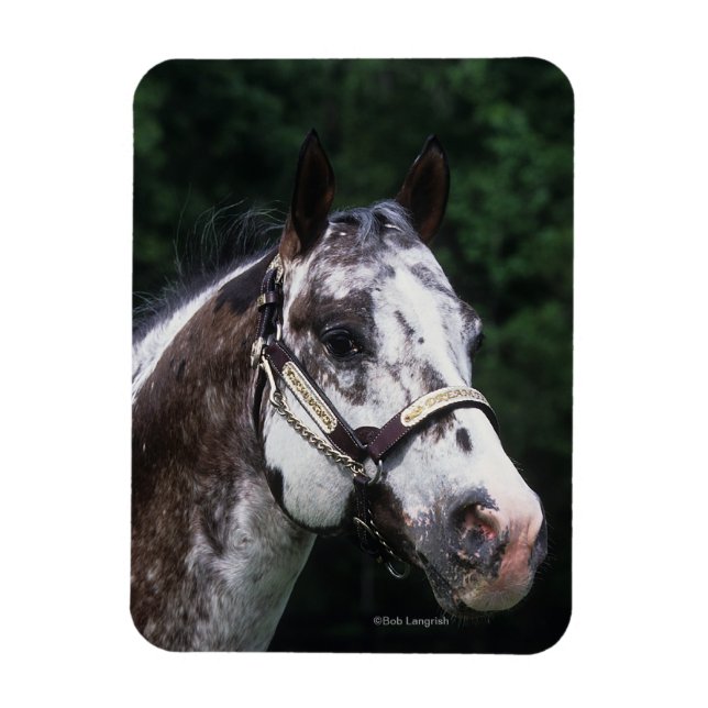 Appaloosa Horse Headshot 2 Magnet (Vertical)