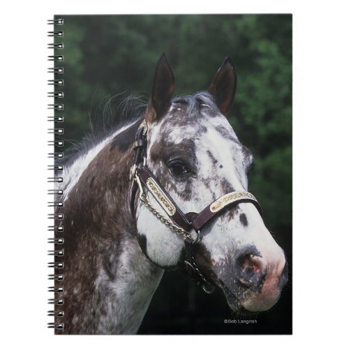 Appaloosa Horse Headshot 2 Notebook