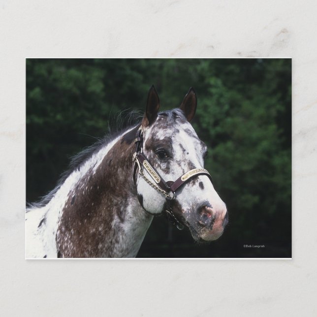 Appaloosa Horse Headshot 2 Postcard (Front)