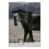Appaloosa Horse in the Snow (Front)